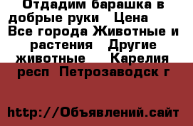 Отдадим барашка в добрые руки › Цена ­ 1 - Все города Животные и растения » Другие животные   . Карелия респ.,Петрозаводск г.